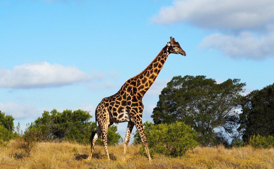 Giraffe at Inzolo Game Lodge