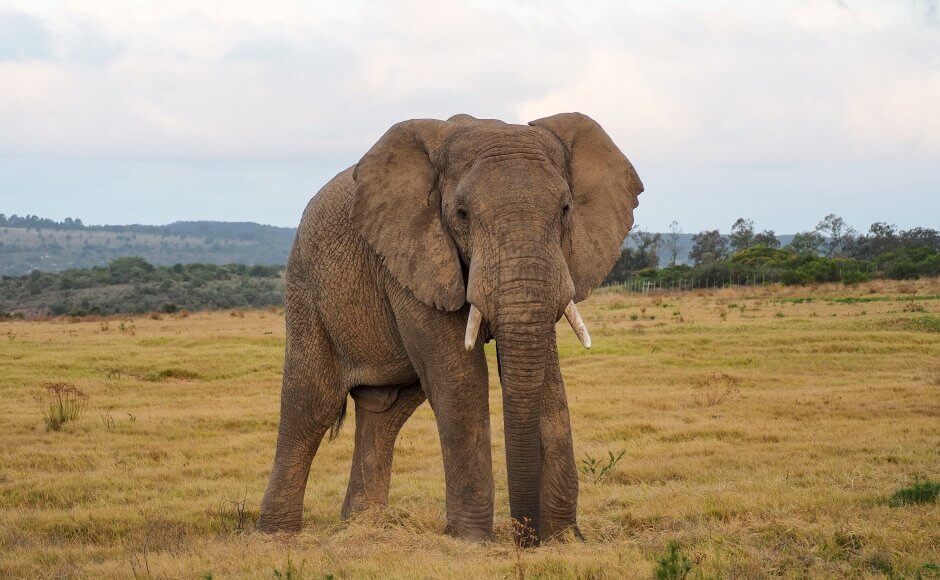 Elephant Inzolo Game Lodge